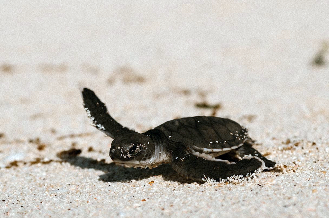 Tour de observación de eclosiones de tortugas en la isla Juani, Mafia