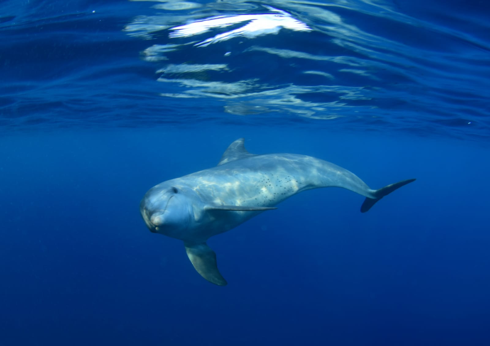 Private whale watching · 2 or 3 hours – photo 6
