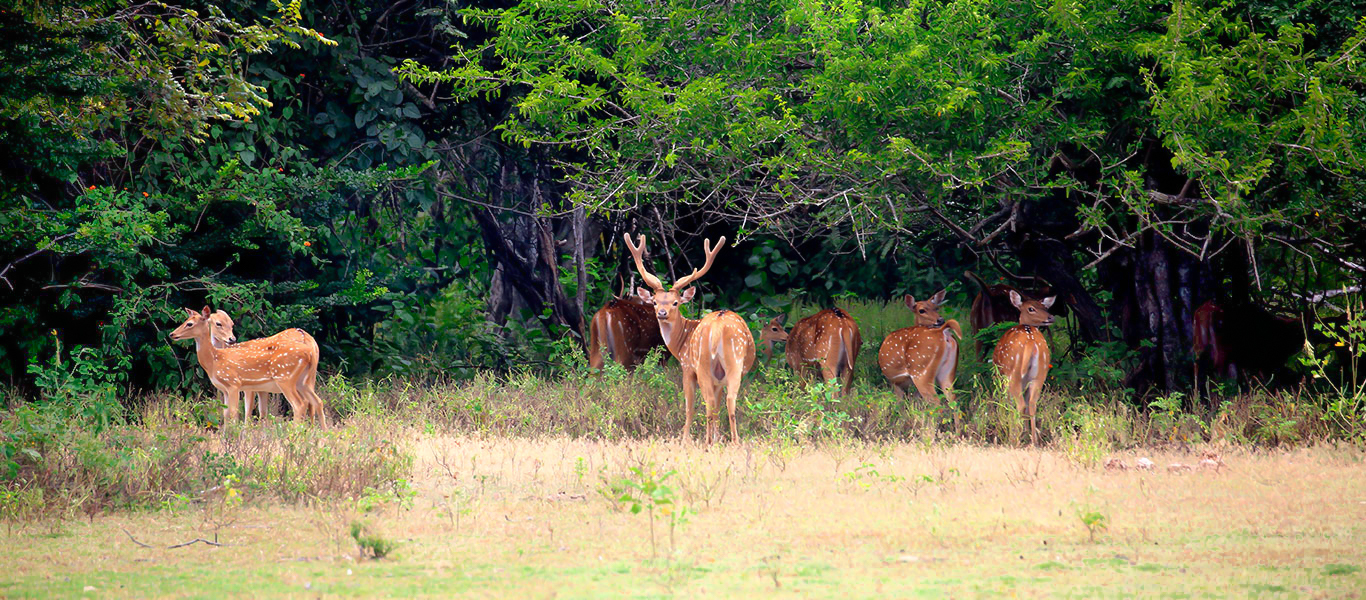 Kumana National Park Private Safari with Naturalist including Jeep
