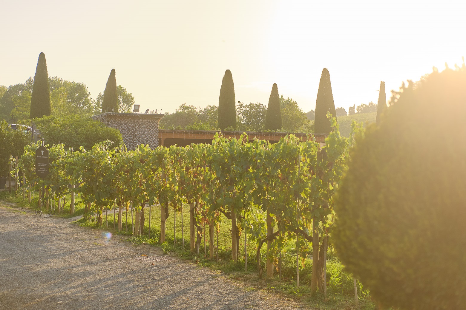 Small-Group Winery Tour with Tasting and Dinner in Chianti - Photo 68