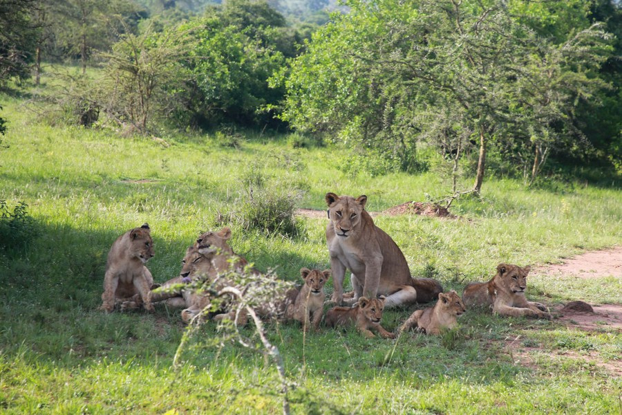 3 days akagera safari – photo 1