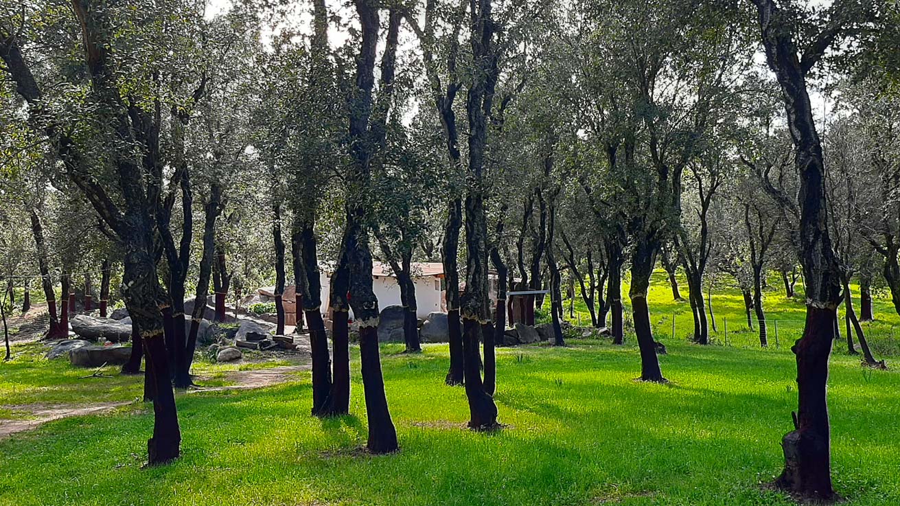 Arzana: Day with a shepherd with lunch in a farm - Photo 9