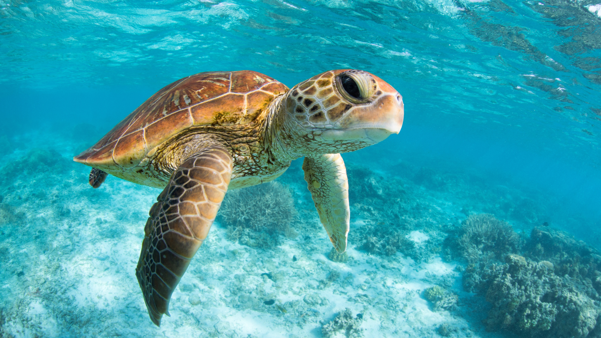 Desde Cancún: Tulum, cenote Mariposa y nada con tortugas en Akumal — 5/15