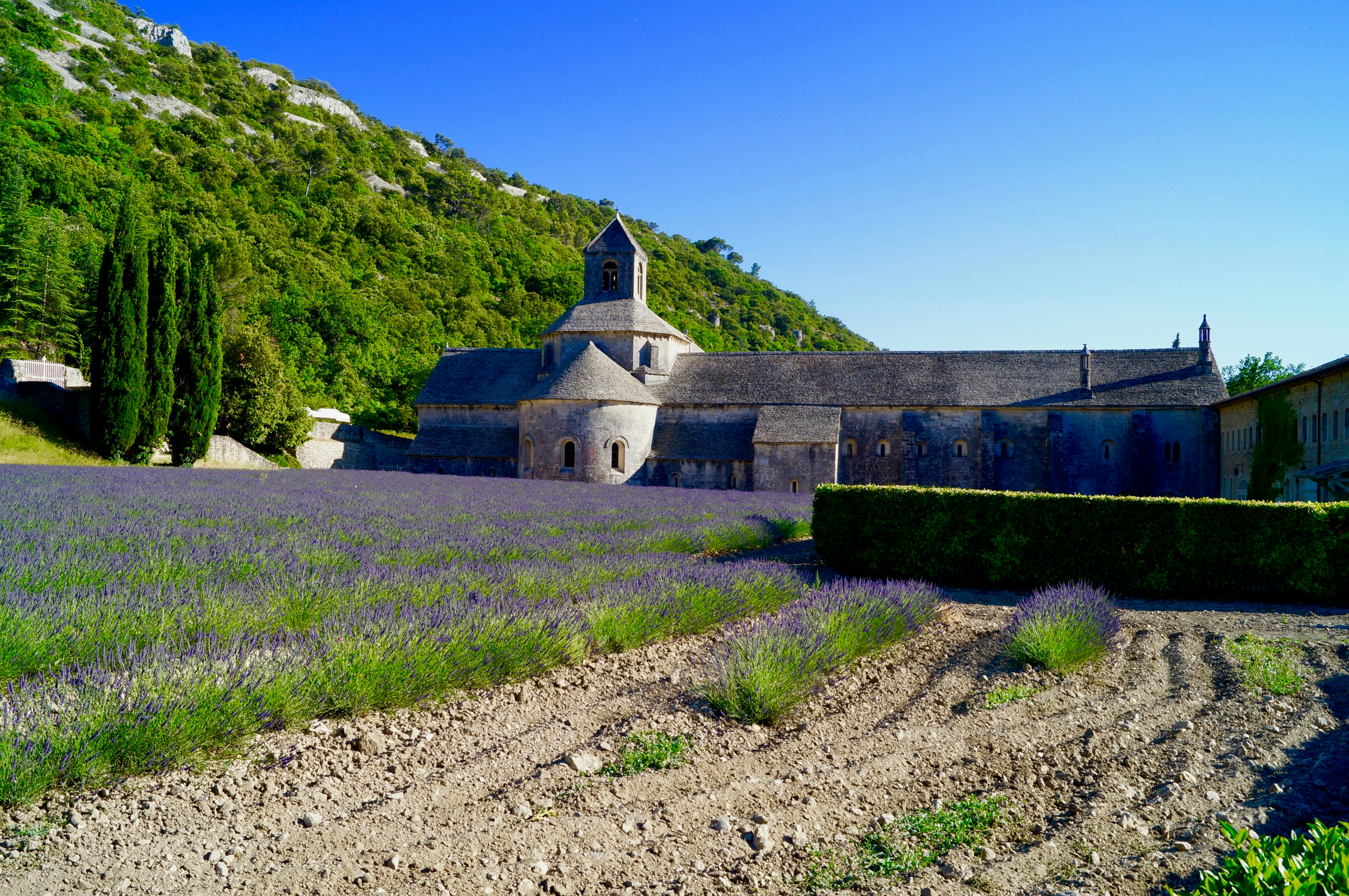 Live a real and unique experience in a lavender field - Photo 21