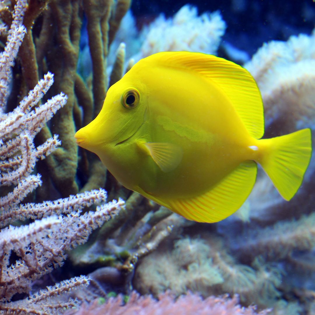 Her Şey Dahil Cancún: Dalış & Yat 51¨Leopard Ofis 10 saat