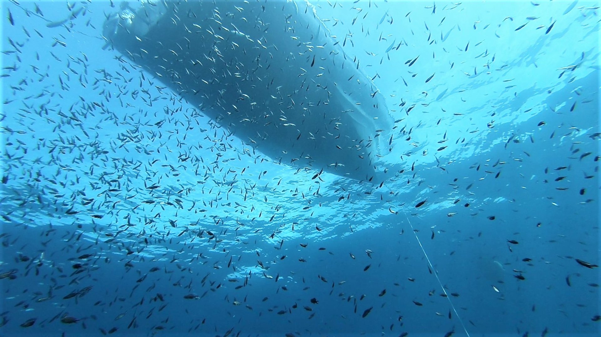 From San Teodoro: diving for professionals in Tavolara and Molara - Photo 12