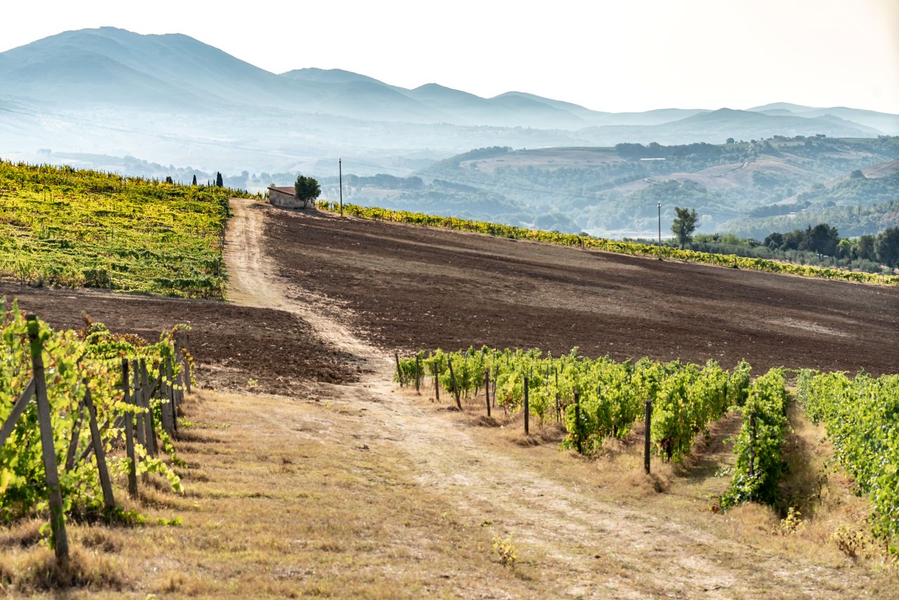The Wines of Corbara: Exploring the Flavors of Umbria - Photo 4
