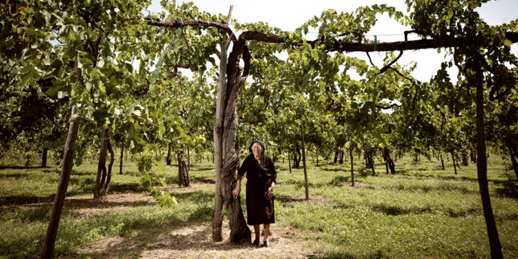 Irpinia: Wine tasting and guided tour - Photo 8