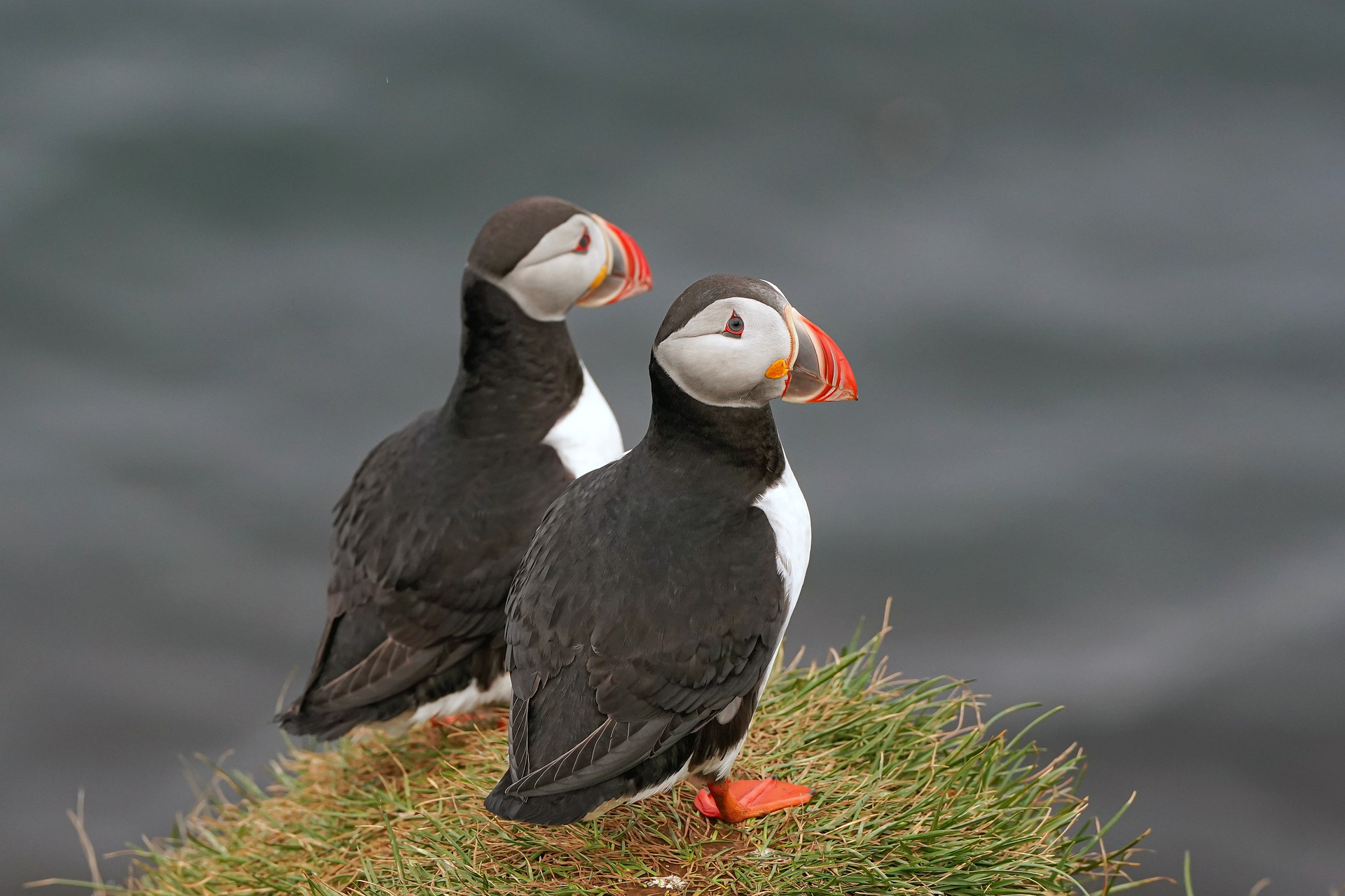 Iceland: Private Westman Islands - Volcano, Wildlife & Scenic Views - photo 2