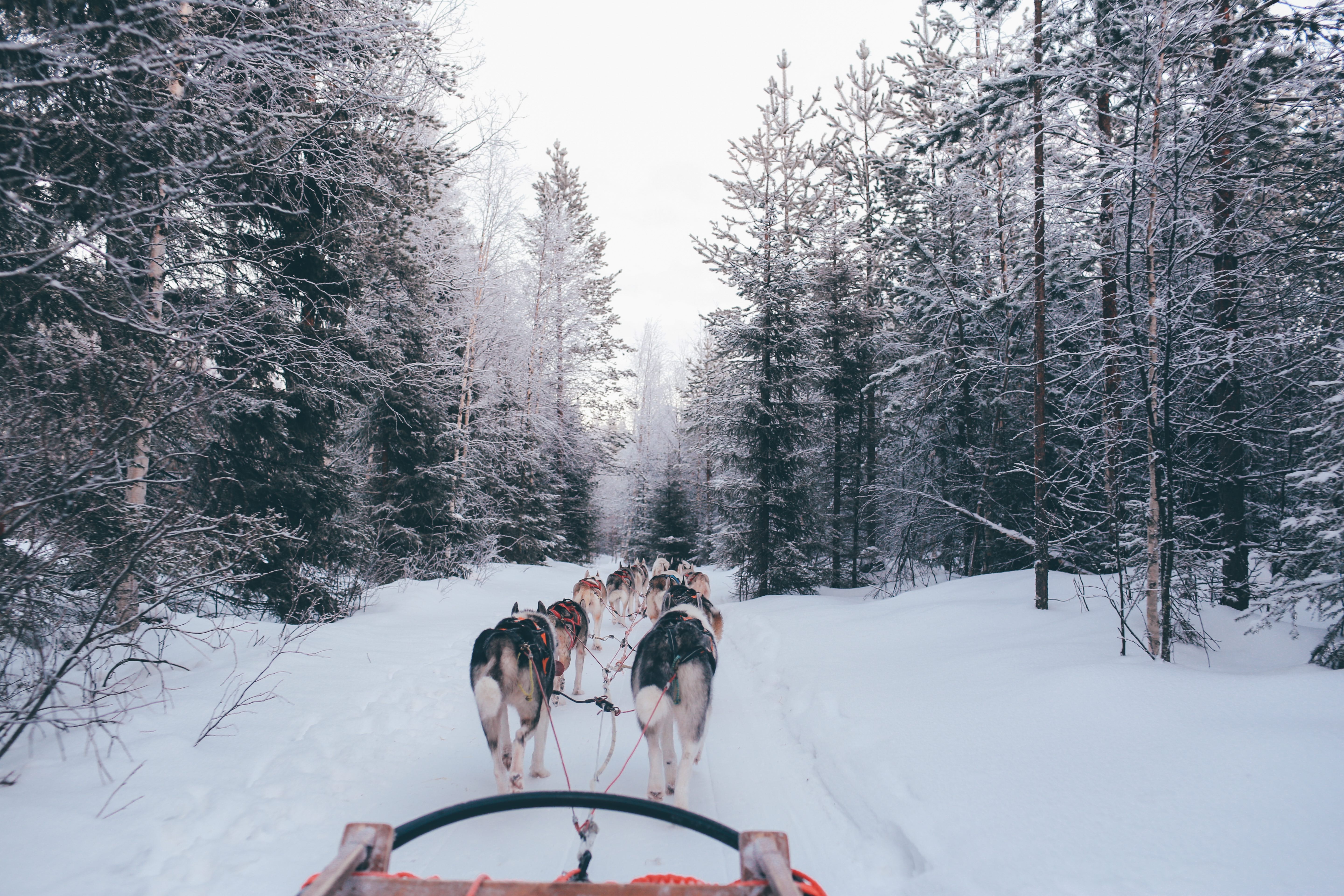 Visita alla Fattoria degli Husky e Safari in Slitta in Gruppo Ridotto - Alloggi in Rovaniemi
