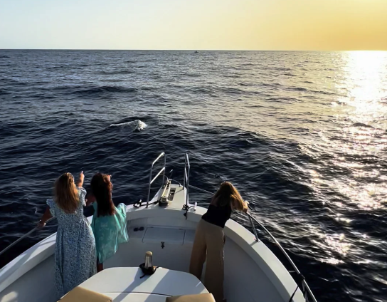 Gran Canaria Dolphin Observation in hybrid vessel at Sunset (Shared)