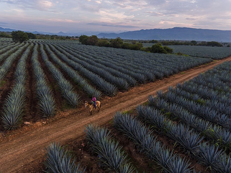 Guadalajara Tour: Discover Colonial Towns, Ruins, Tequila, & Beaches (10 Days) 4