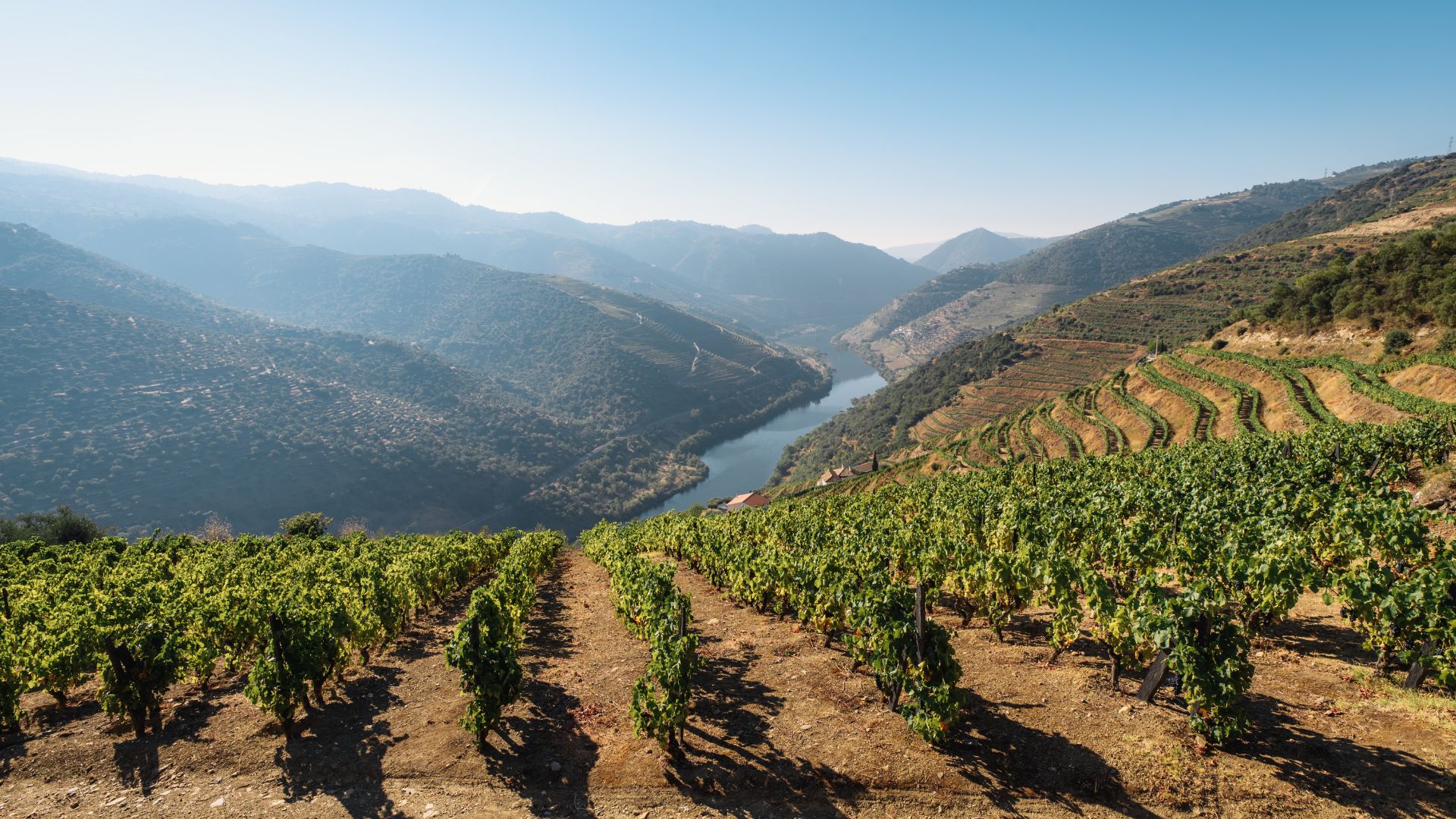 Douro Valley Small Group Tour with Wine Tastings, Lunch and River Cruise  - Photo 35