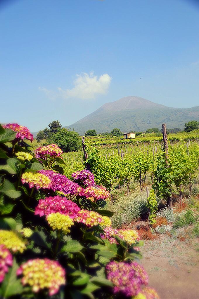 Harvest time: Educational Farm in the Vineyard - Photo 2