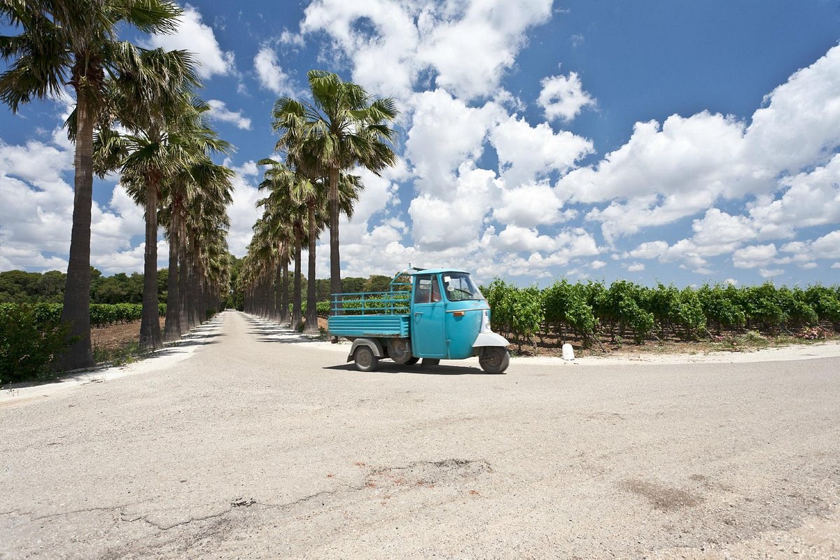 Visit to a Winery in Salento with Wine tasting and light lunch. Departing from Lecce  - Photo 12