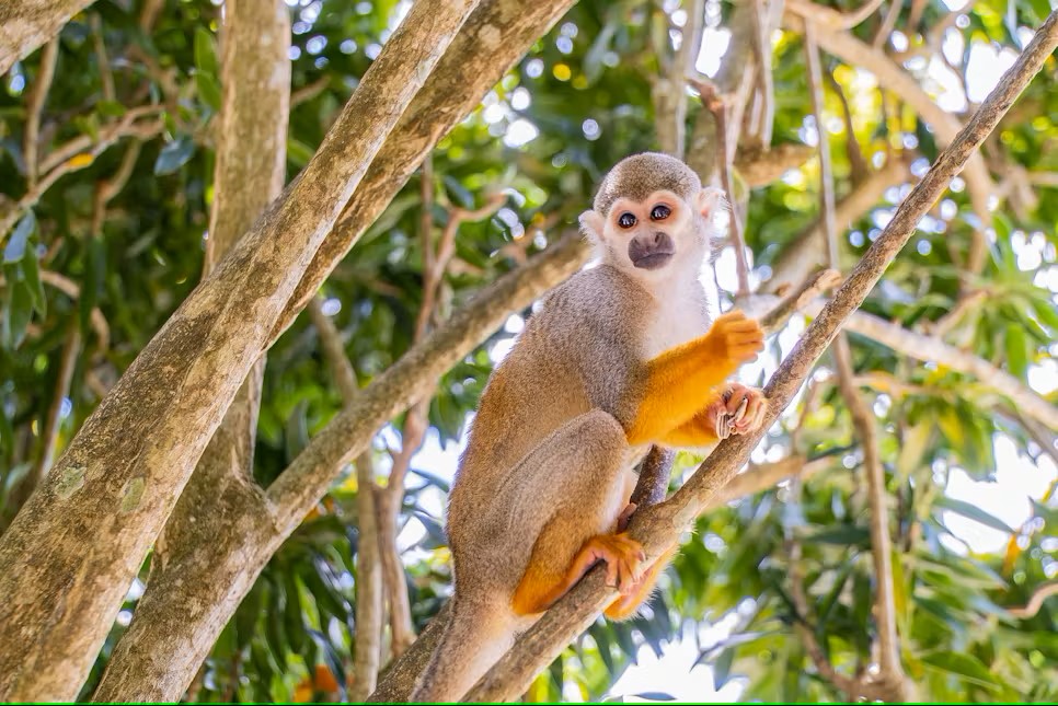 Excursión a la jungla de monos desde Puerto Plata