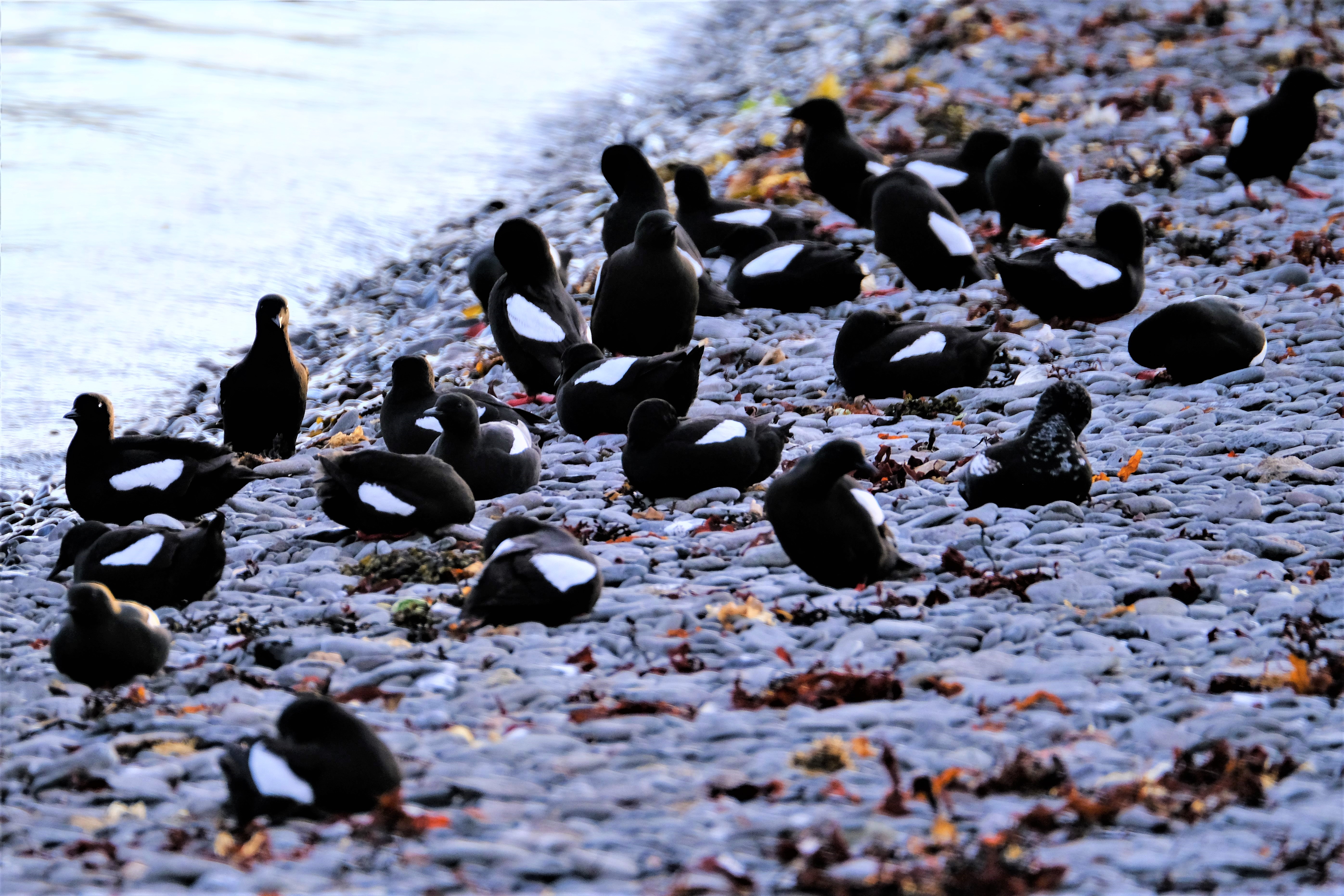 Official Vigur Island Tour (with return boat transfer from Ísafjörður) - photo 19