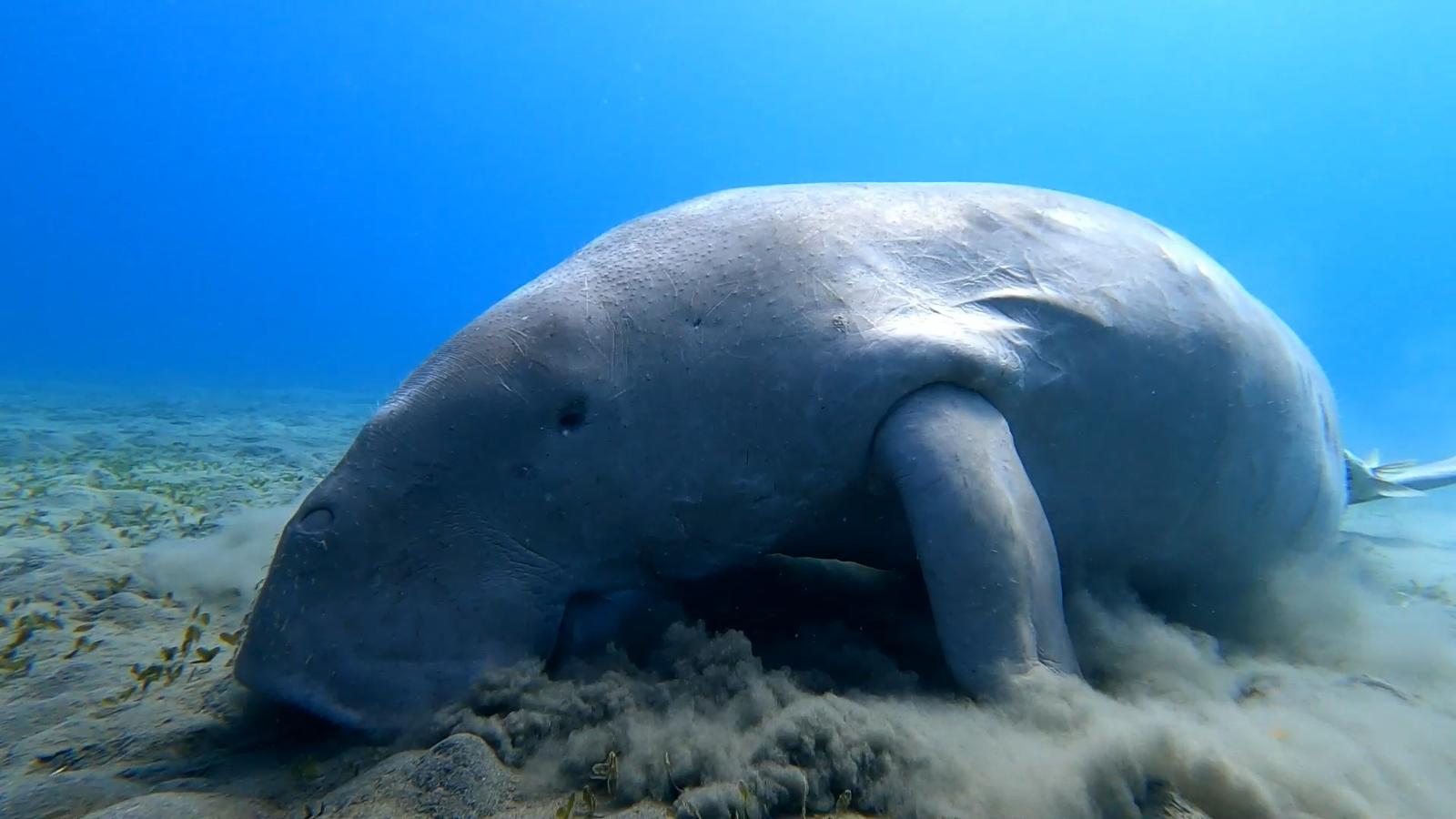 Abu Dabbab Dugong Snorkeling Trip from El Gouna