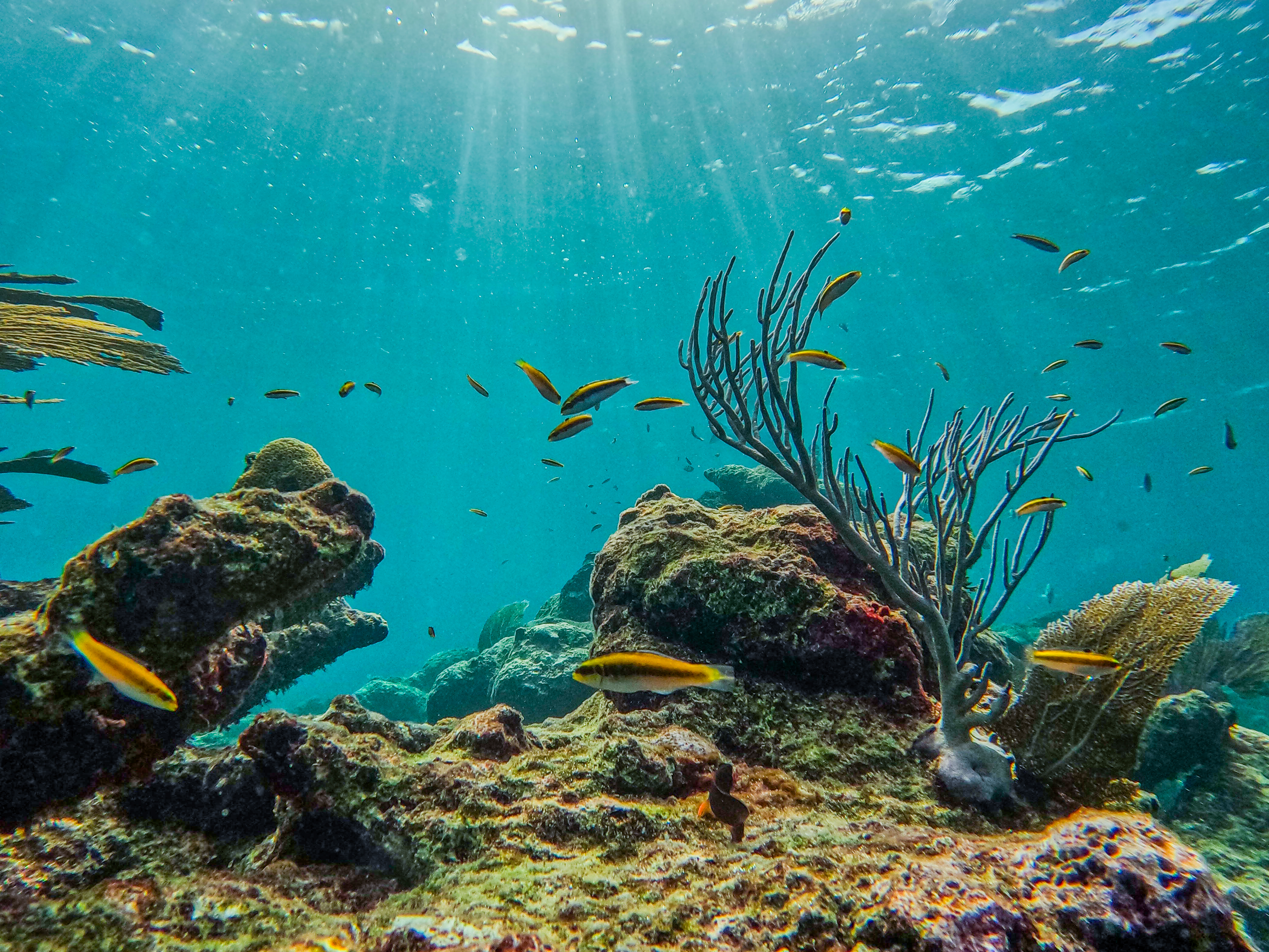 2 horas de Snorkeling en dos puntos del arrecife de Tulum — 23/78