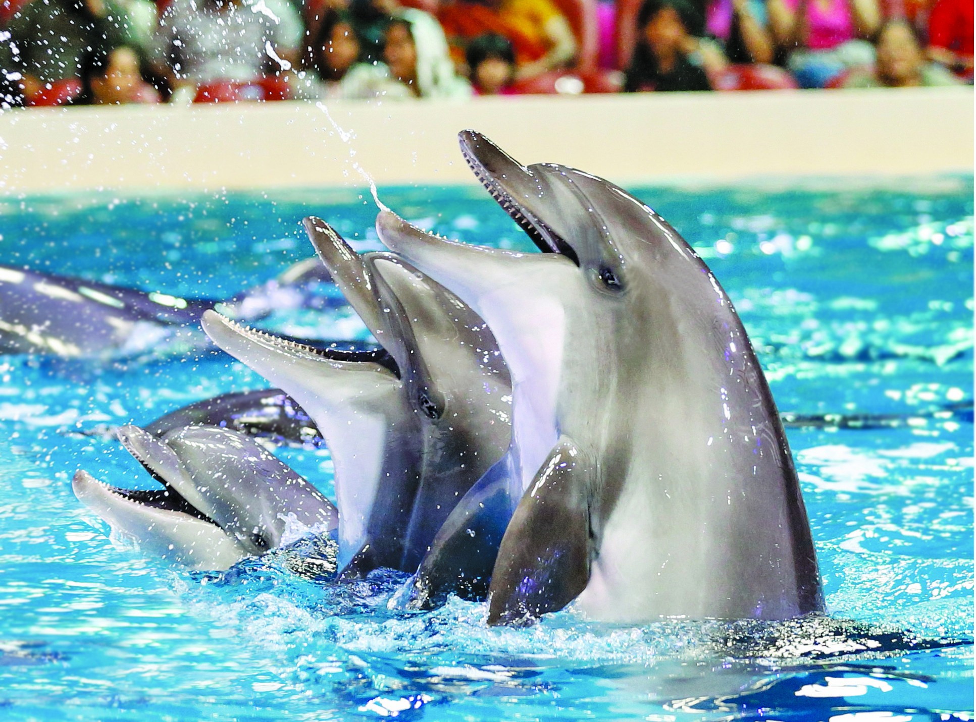 Dubai Dolphinarium Ticket