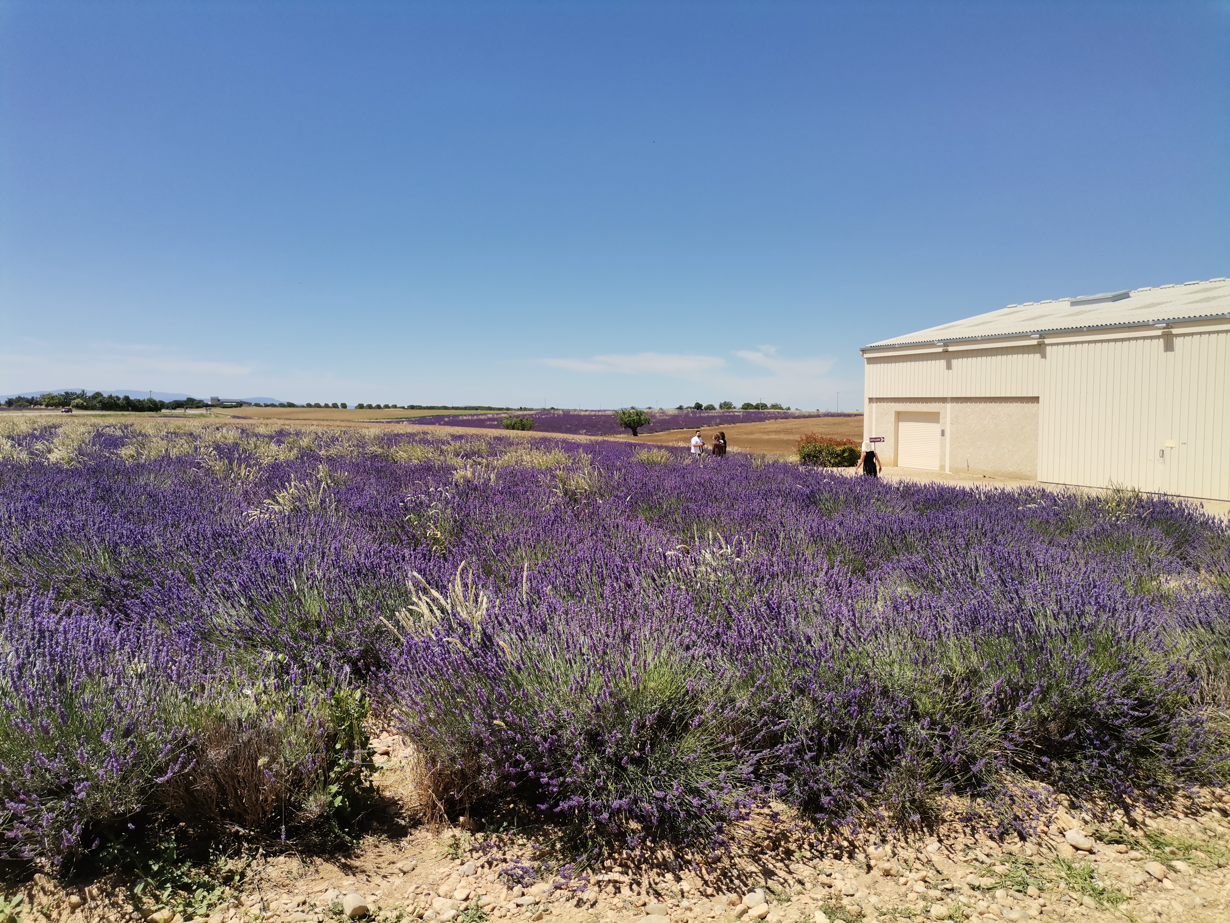 Live a real and unique experience in a lavender field - Photo 6