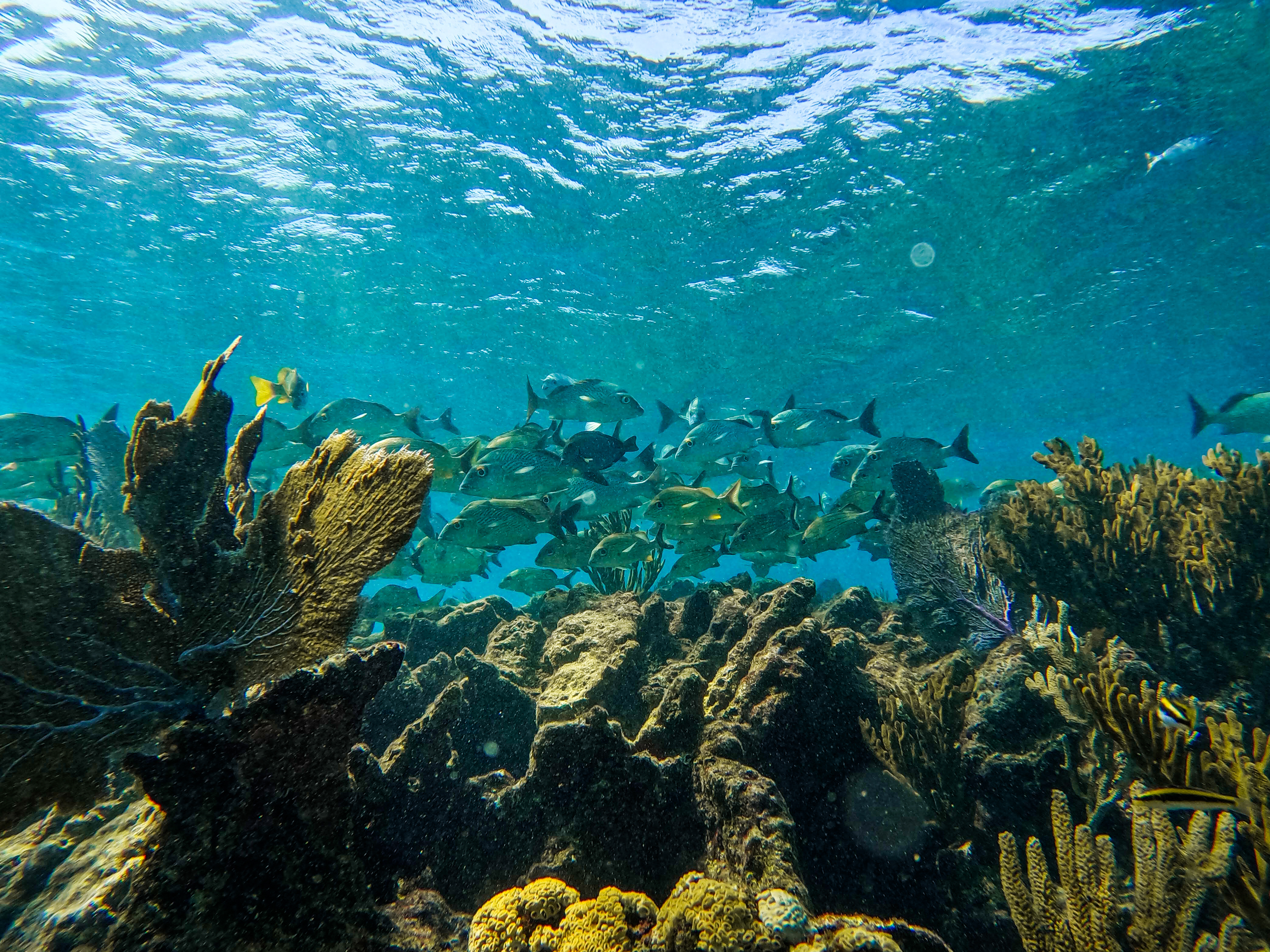 2 horas de Snorkeling en dos puntos del arrecife de Tulum — 59/78