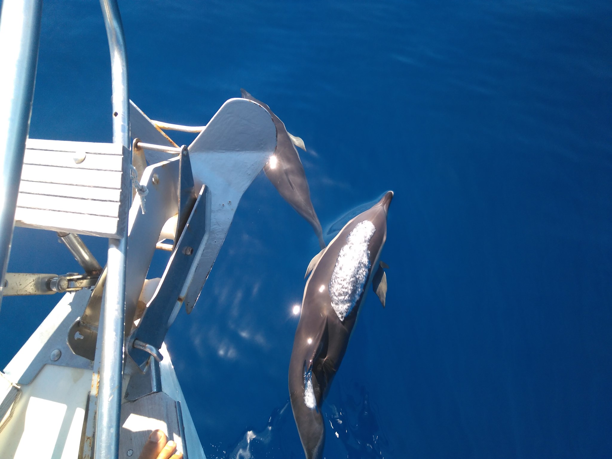 Teide y Delfines, un día mágico! - Photo 16