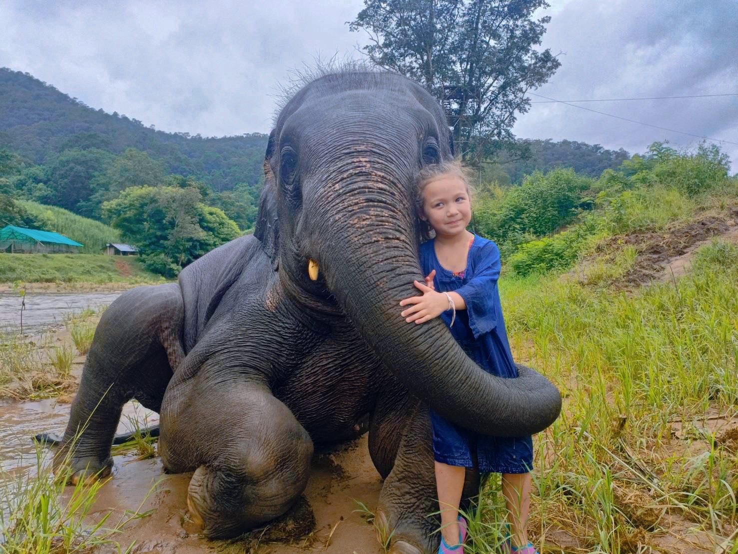 Cuidado del elefante A: alimentación, preparación de vitaminas y baño con buffet tailandés