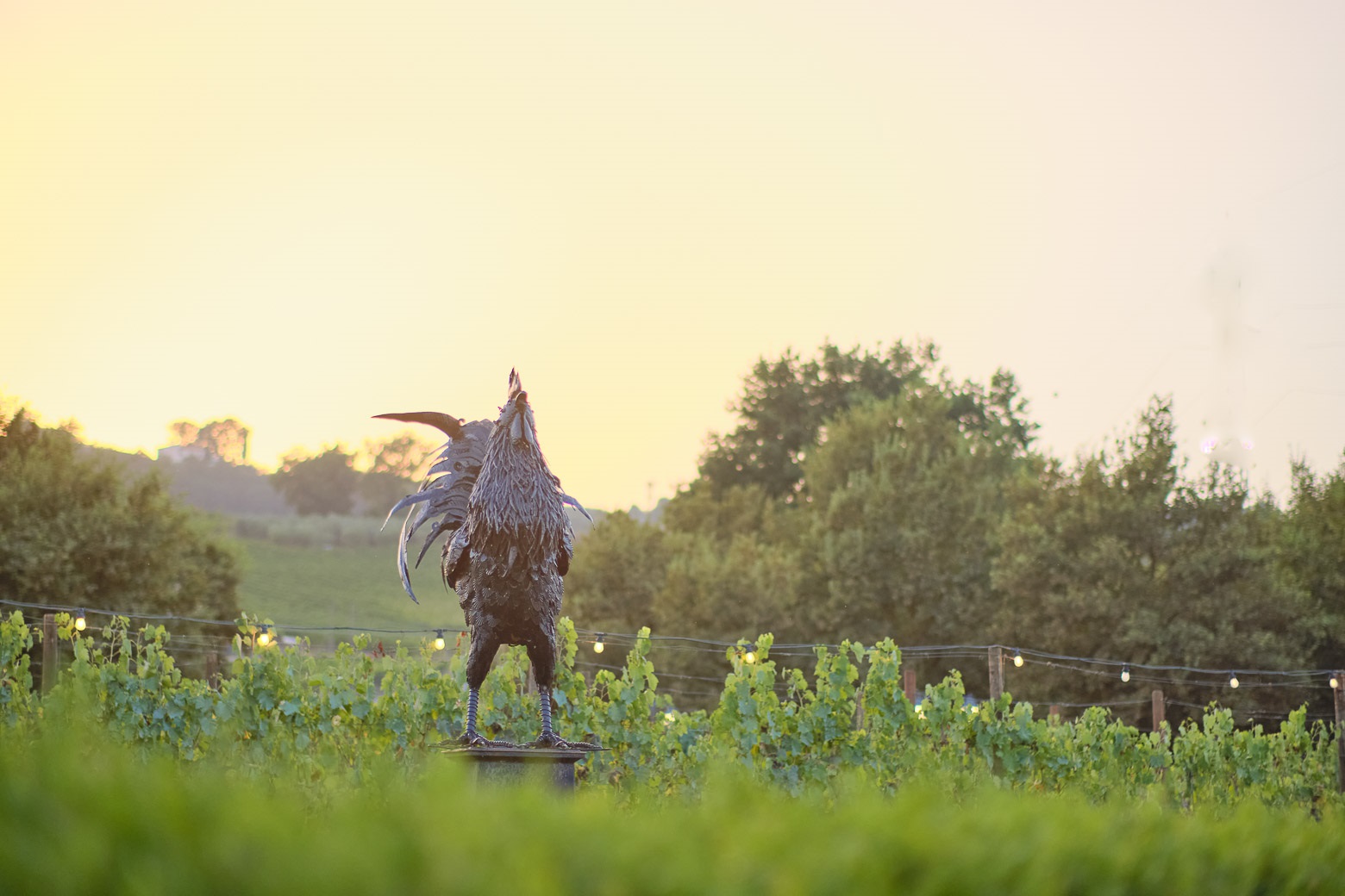 Small-Group Winery Tour with Tasting and Dinner in Chianti - Photo 96