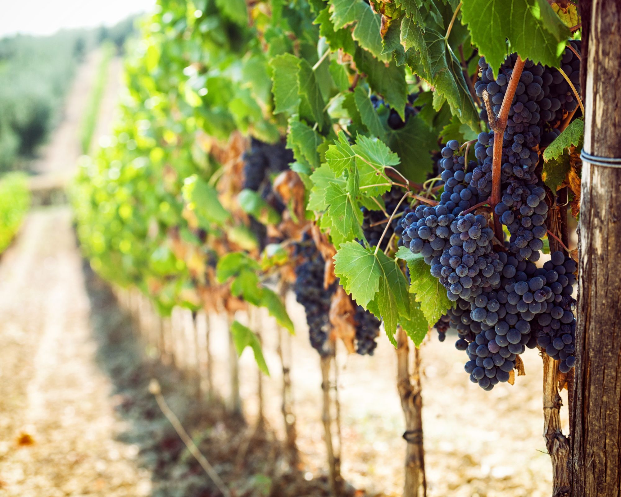 Barviva a příchutě Chianti