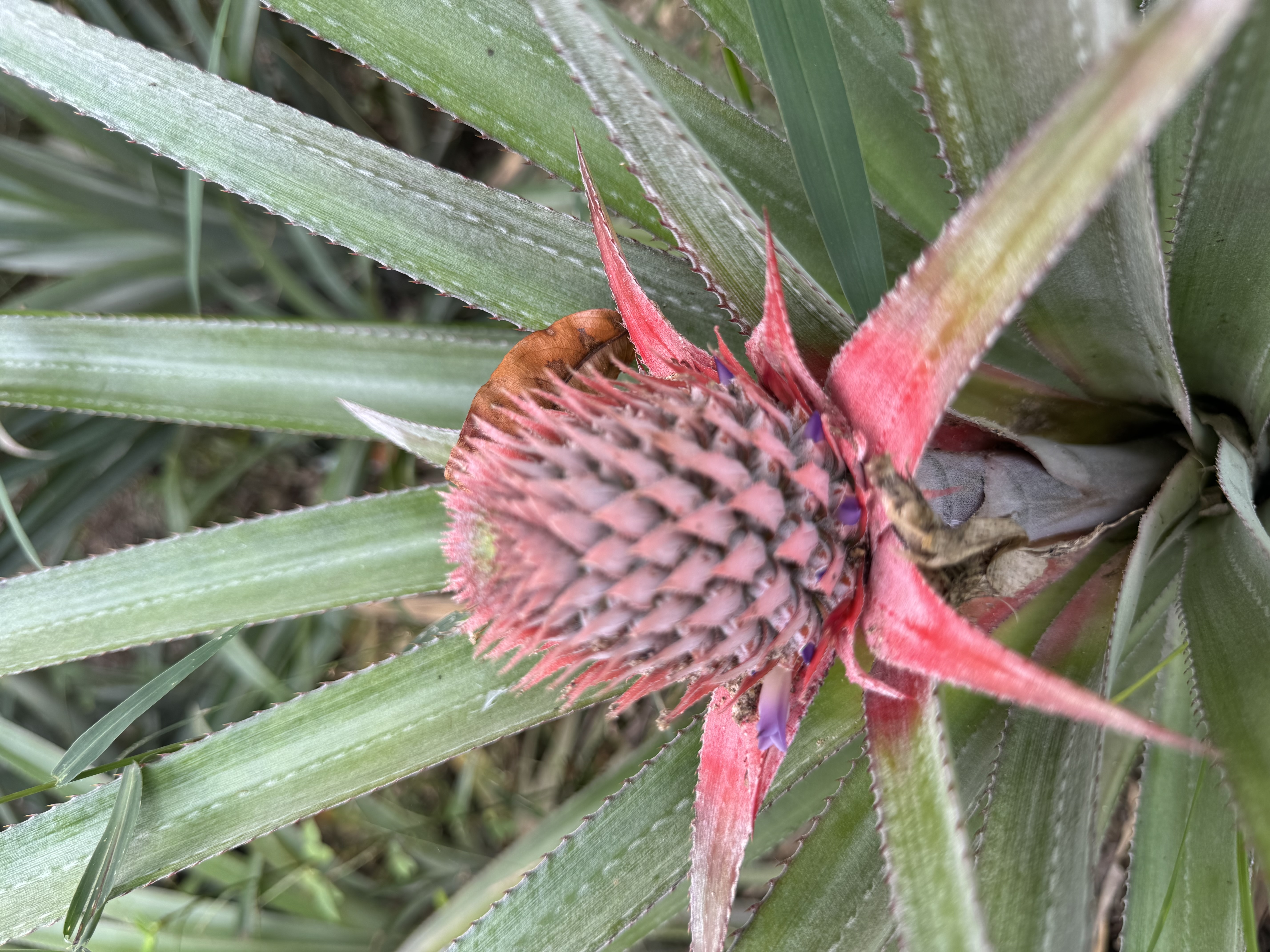 Explore U Minh Thuong Forest and The Bike trip In Pineapple Villages