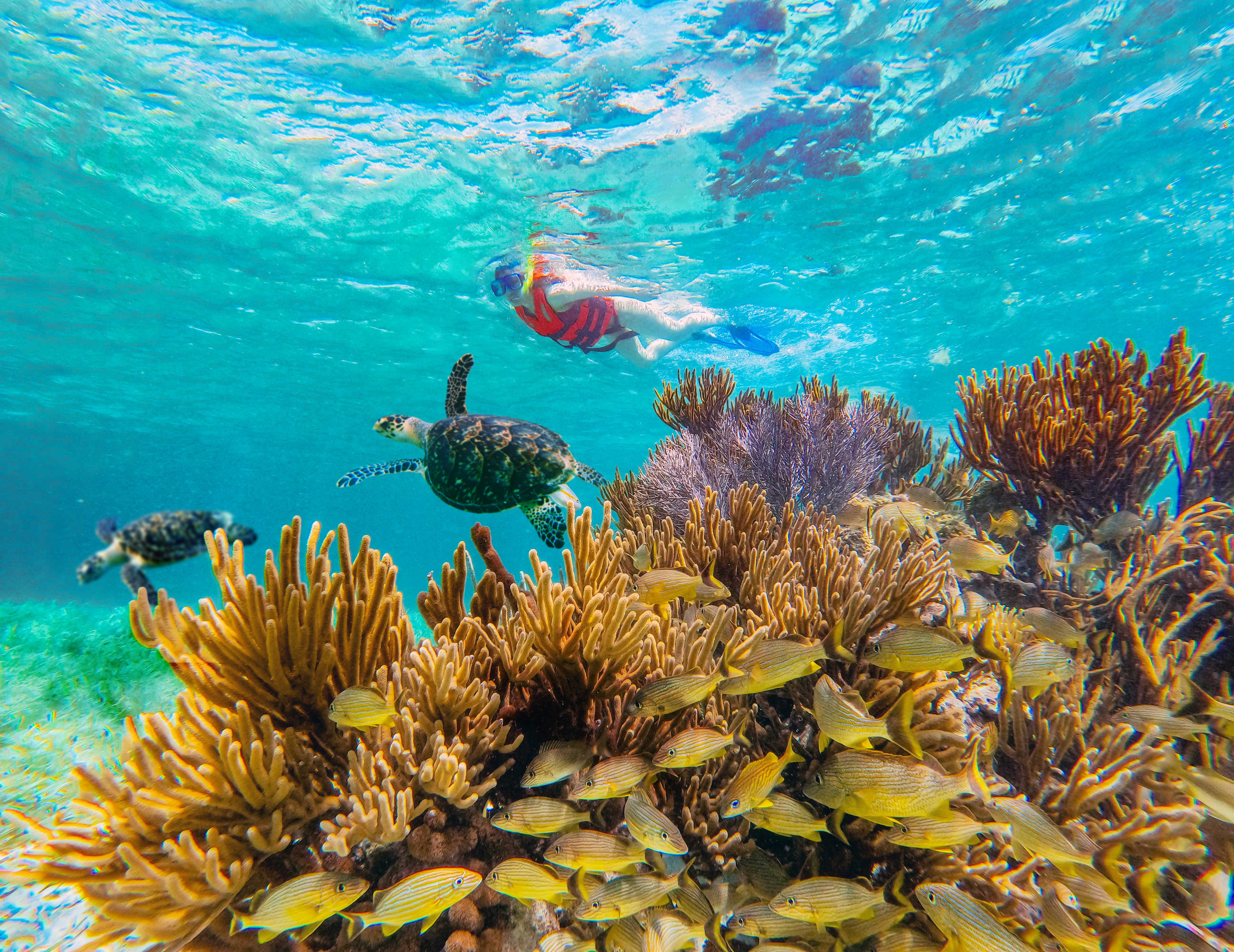 Esnórquel en Arrecifes del Parque Nacional desde Cancún con Almuerzo frente a la Playa