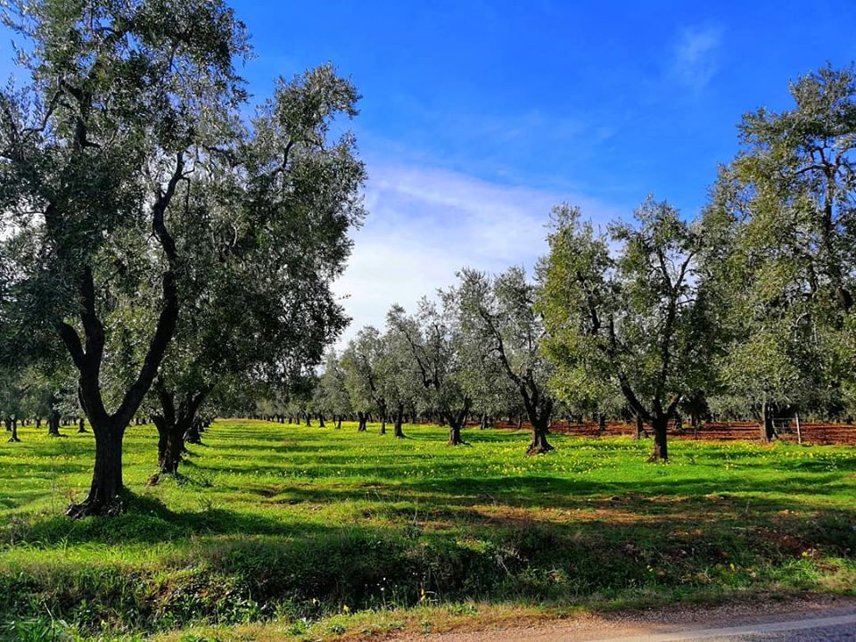 Discovering extra virgin olive oil - Photo 6