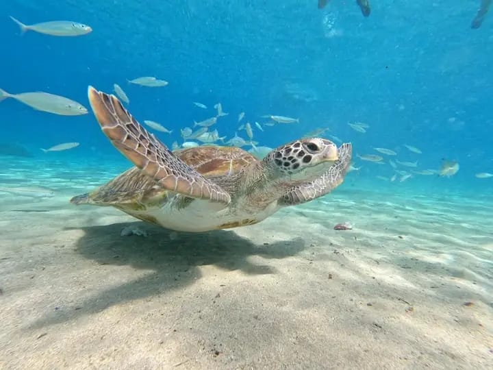 Wonderen van Curaçao: schildpadden, grotten, flamingo's en strand