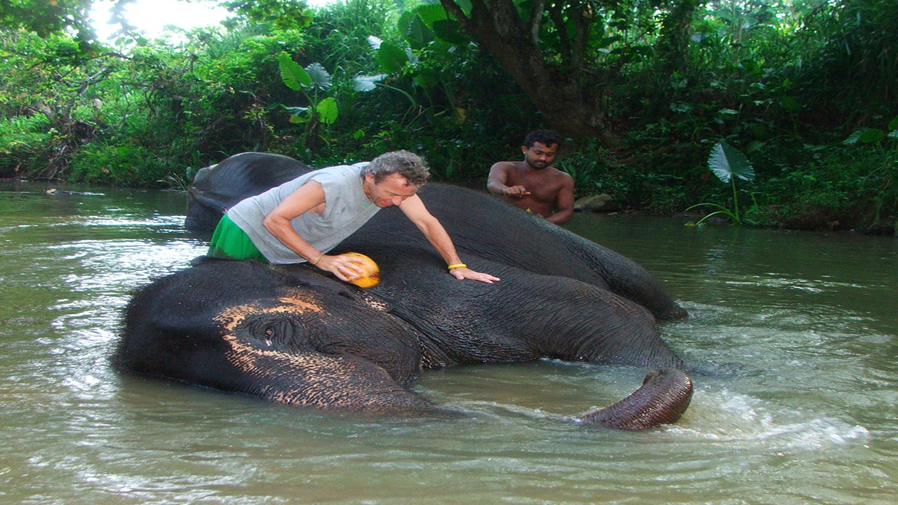 Millennium Elephant Foundation and Kandy Tour from Negombo