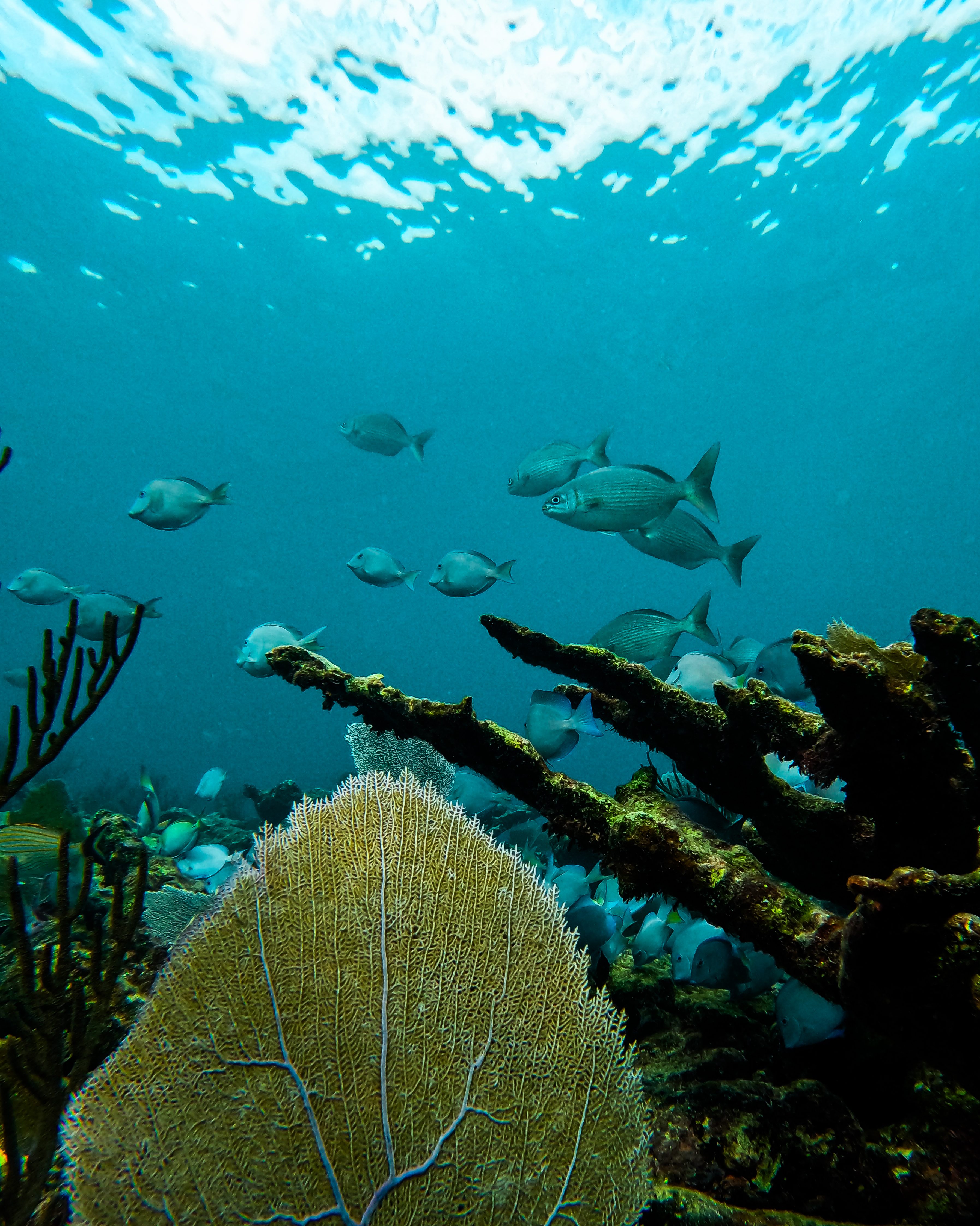 2 horas de Snorkeling en dos puntos del arrecife de Tulum — 74/78