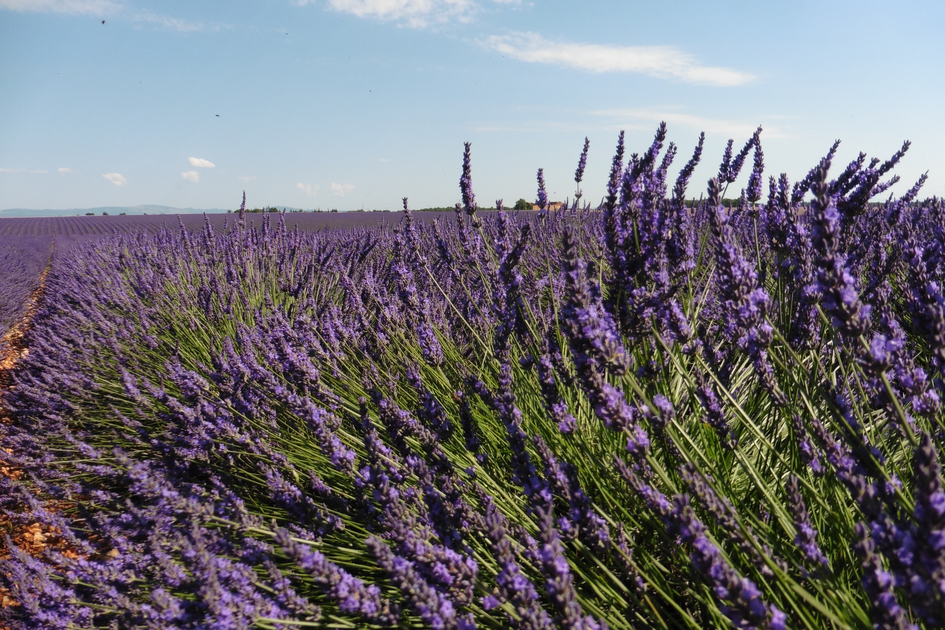 Live a real and unique experience in a lavender field - Photo 18