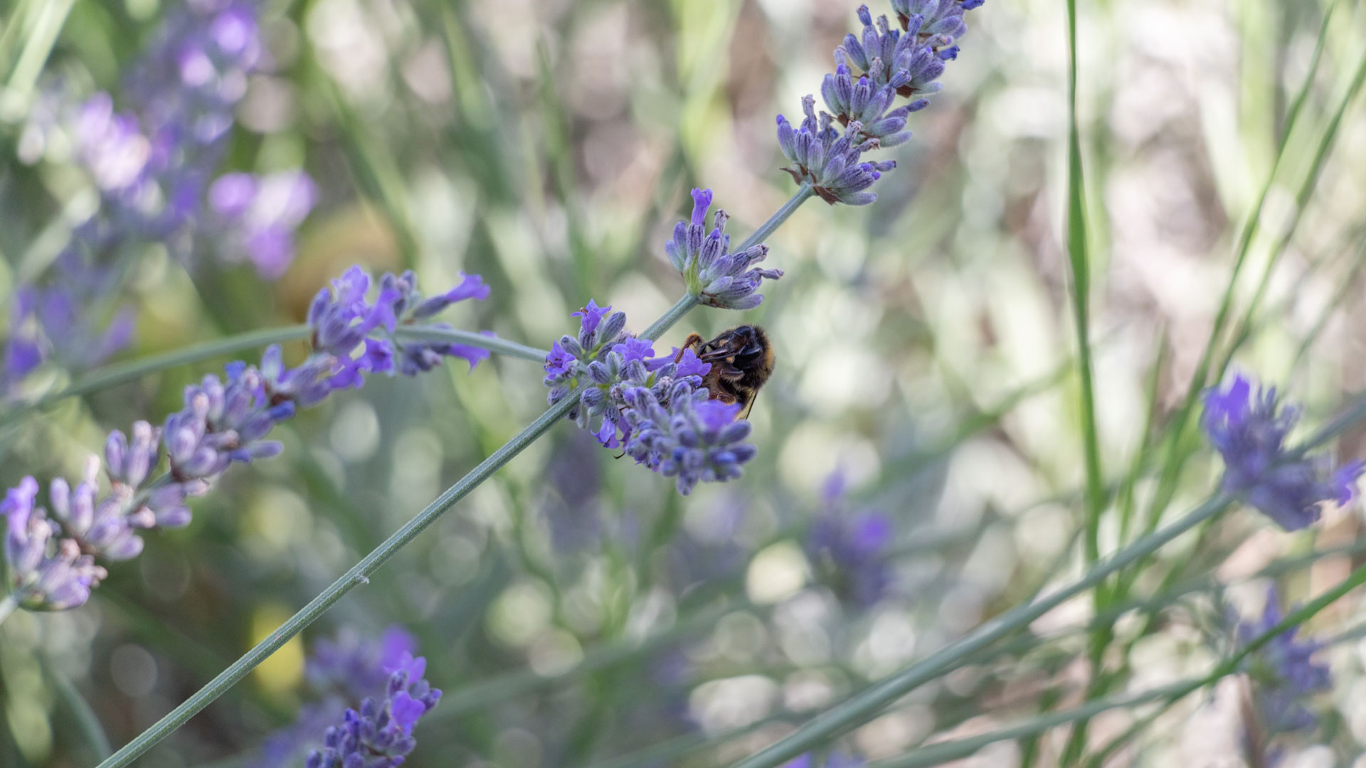 Alghero: visit to the Butterfly House - Photo 26