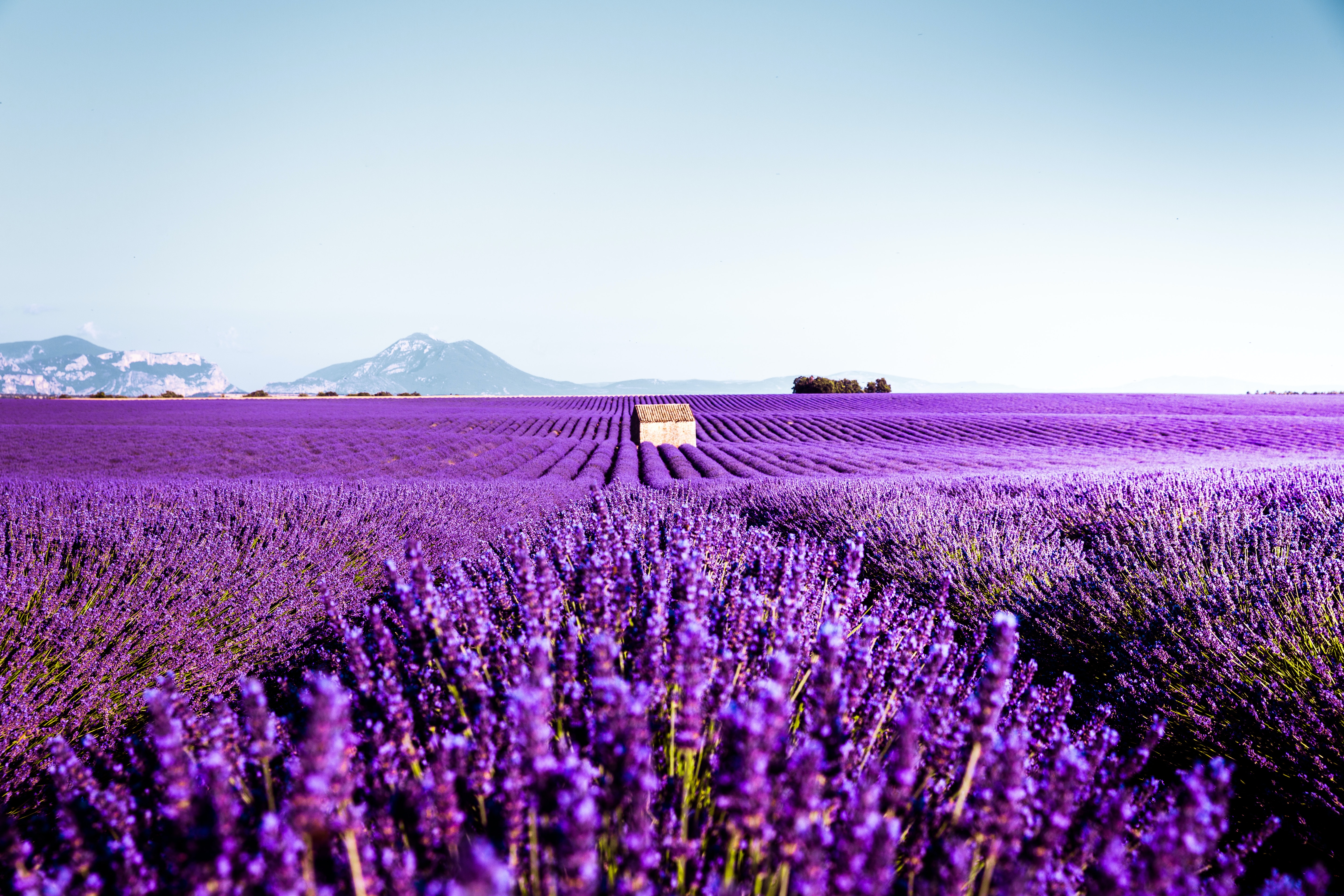 Live a real and unique experience in a lavender field - Photo 20