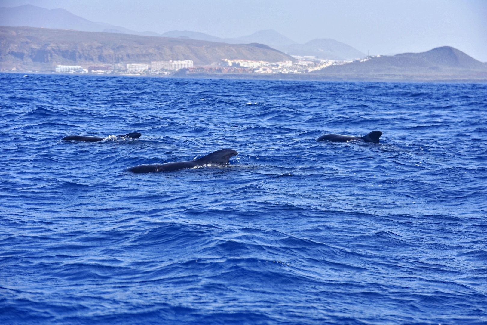South Tenerife Private Whale & Dolphin Watching Boat Tour – Exclusive Charter for 1–6 Guests