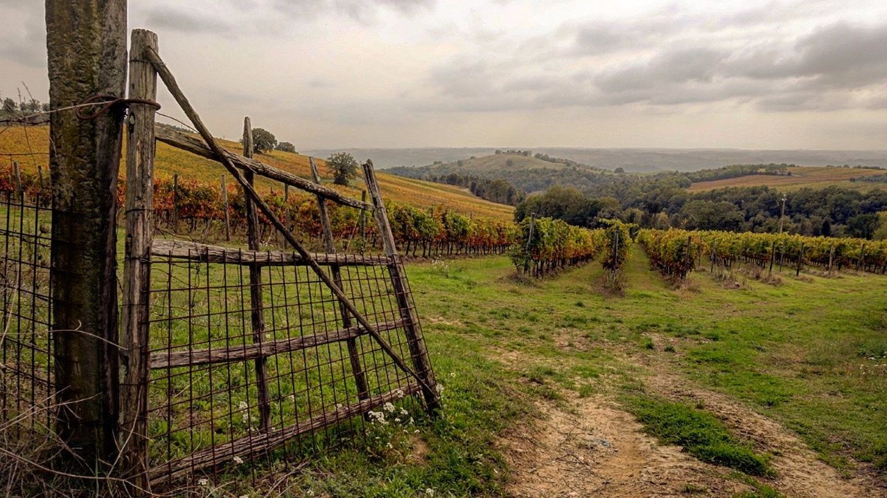 The Wines of Corbara: Exploring the Flavors of Umbria - Photo 11