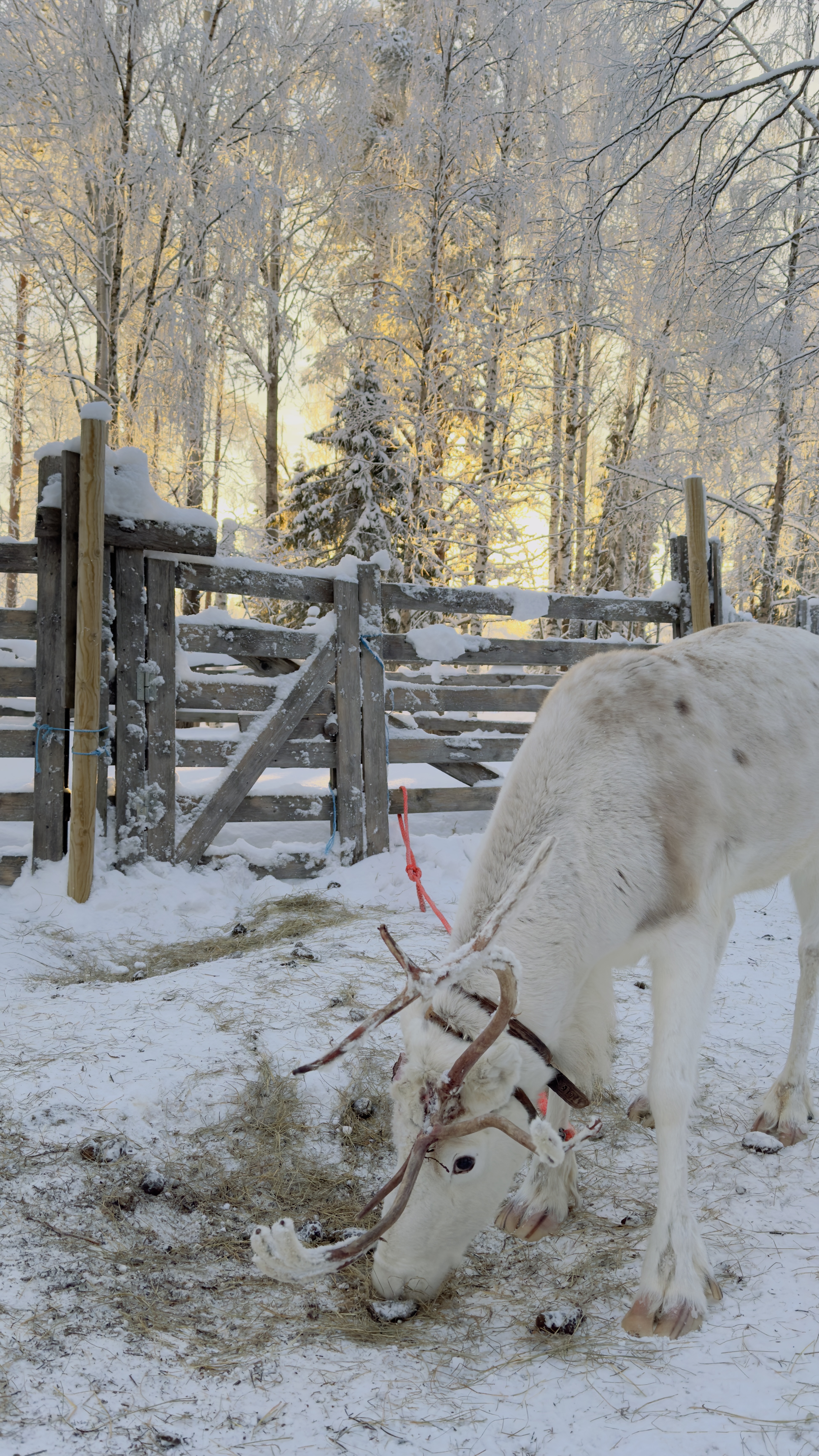 Private Reindeer Feeding Experience with Local Guide in Levi Private Reindeer Feeding Experience with Local Guide in Levi