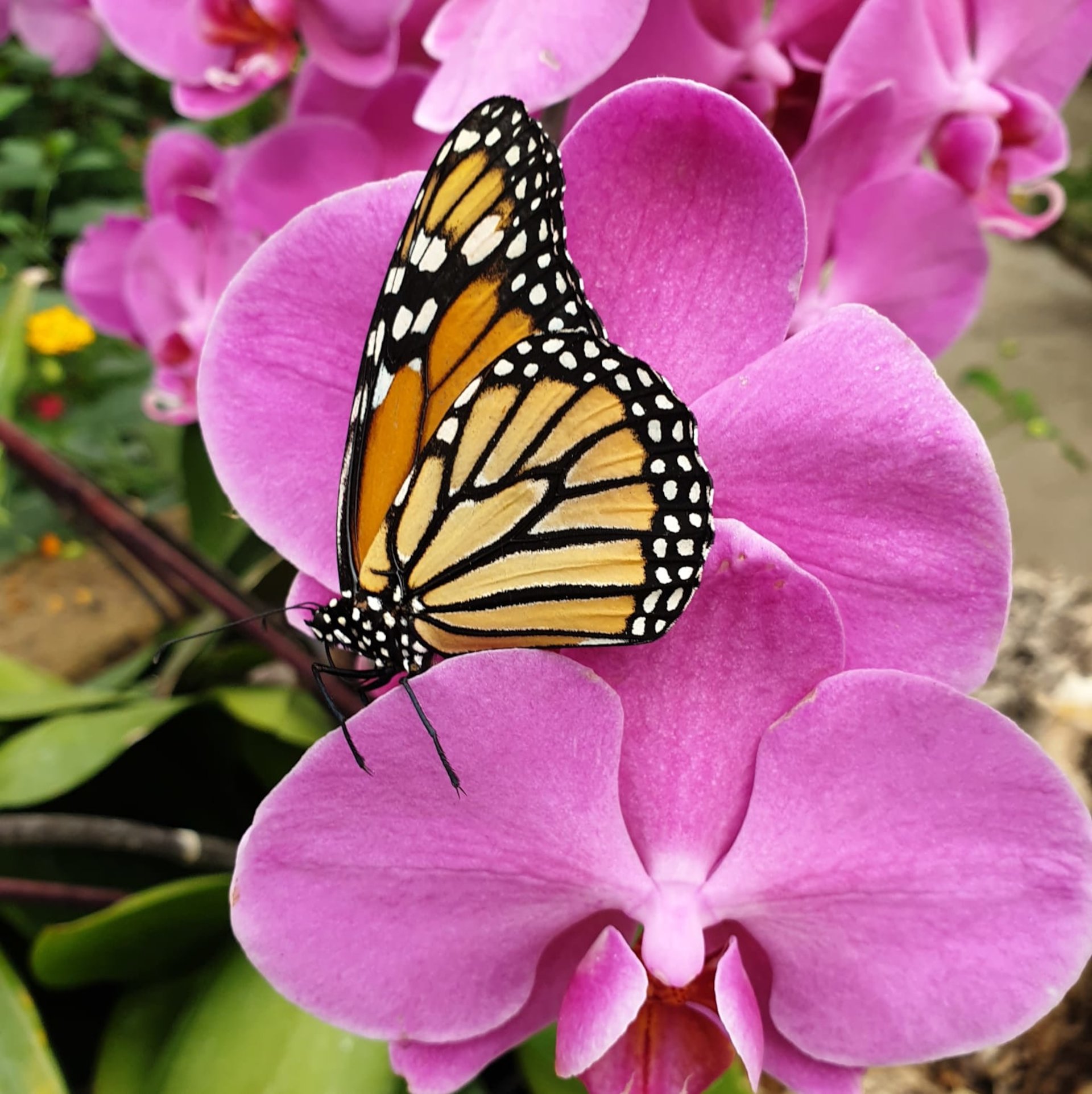 Alghero: visit to the Butterfly House - Photo 12