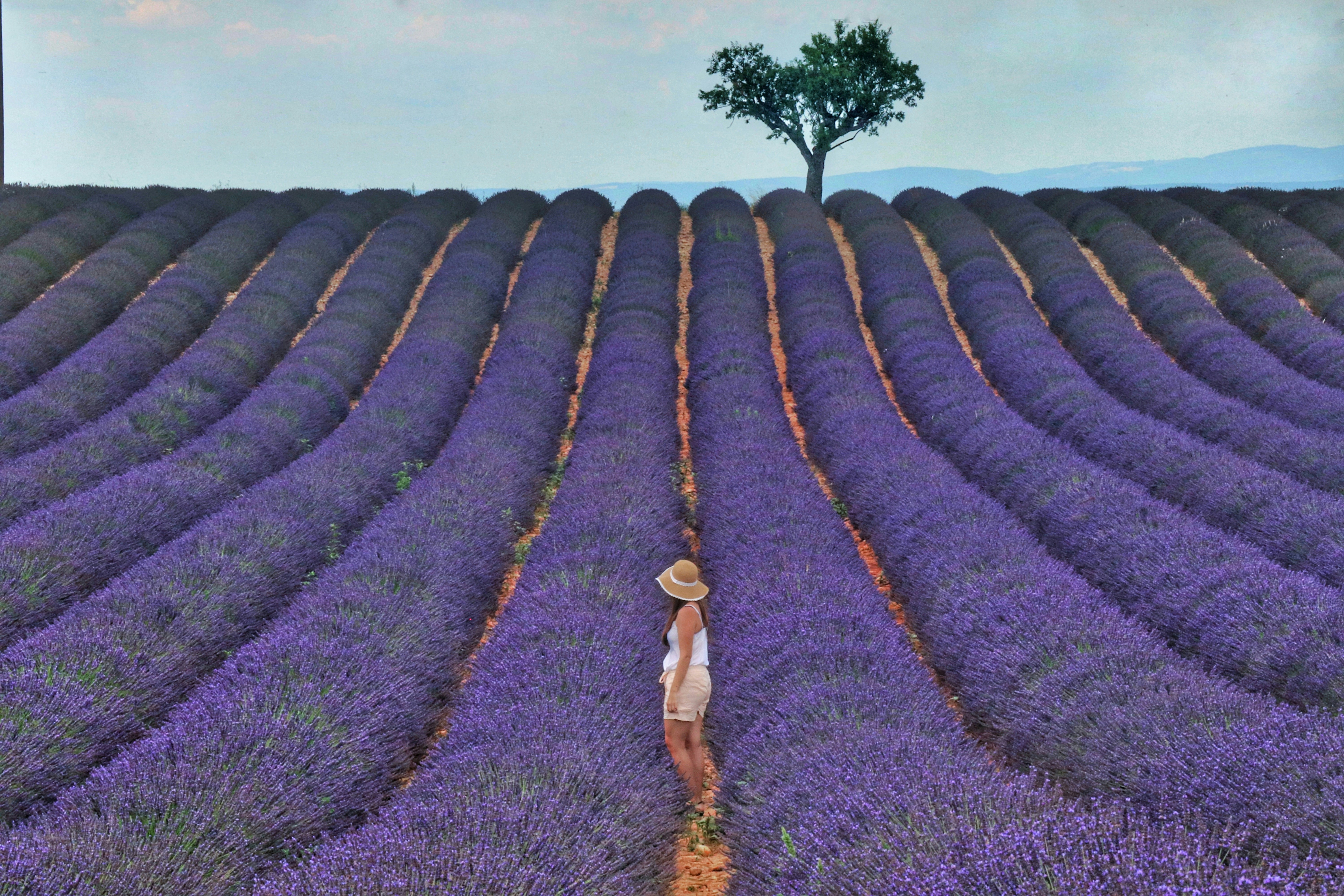 Live a real and unique experience in a lavender field - Photo 23
