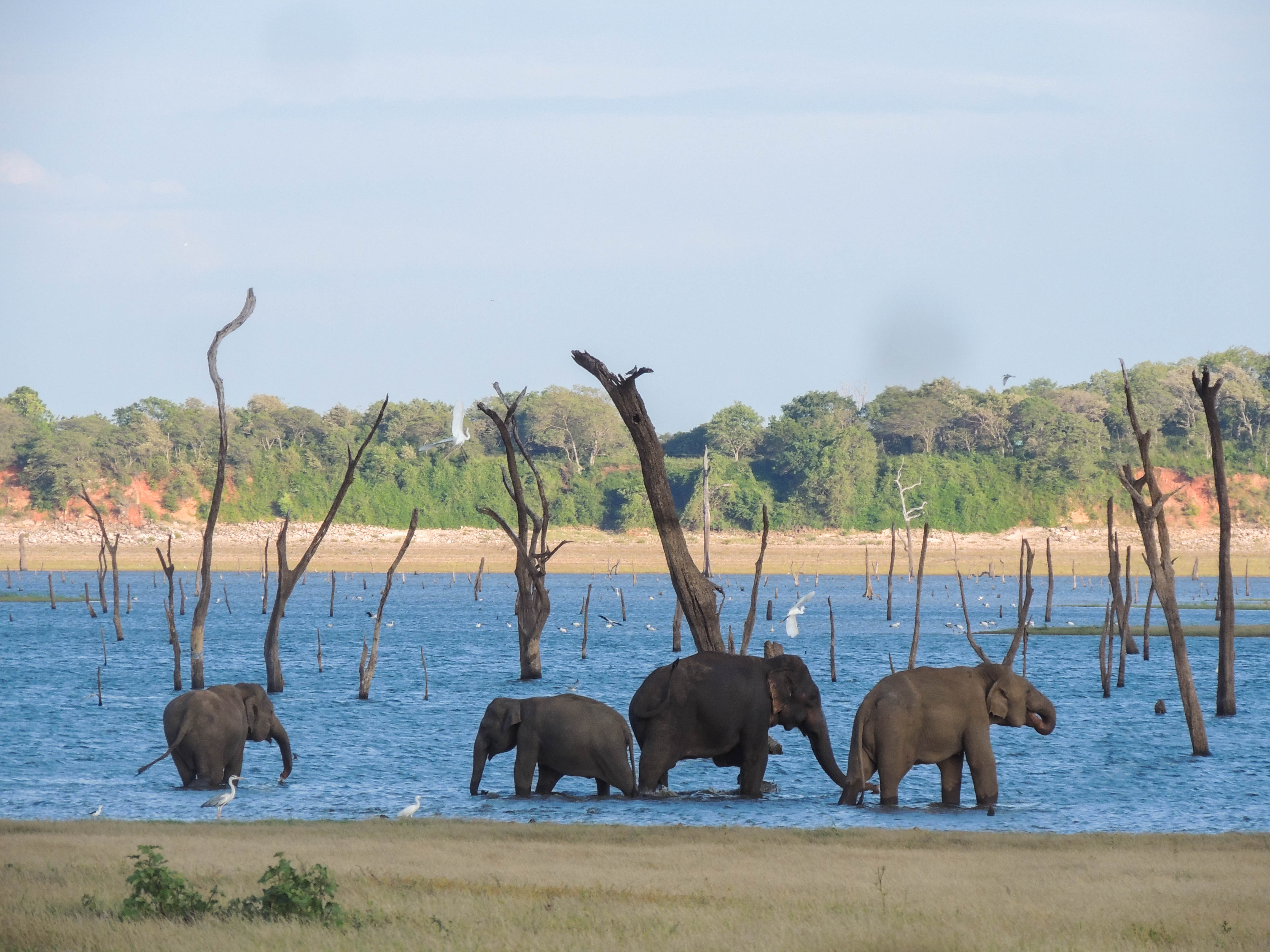 Kaudulla National Park Private Safari with Naturalist