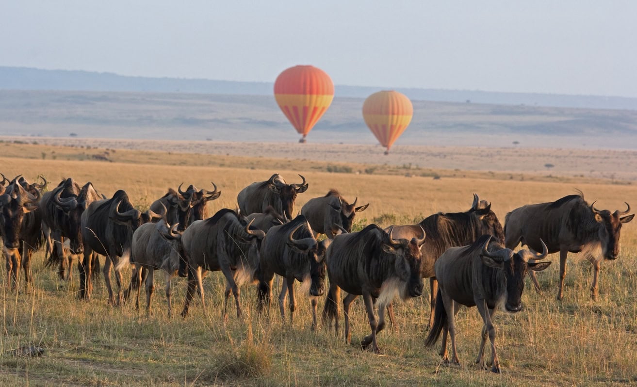 Safari grupal de rango medio de 3 días en Masai Mara - Foto 3