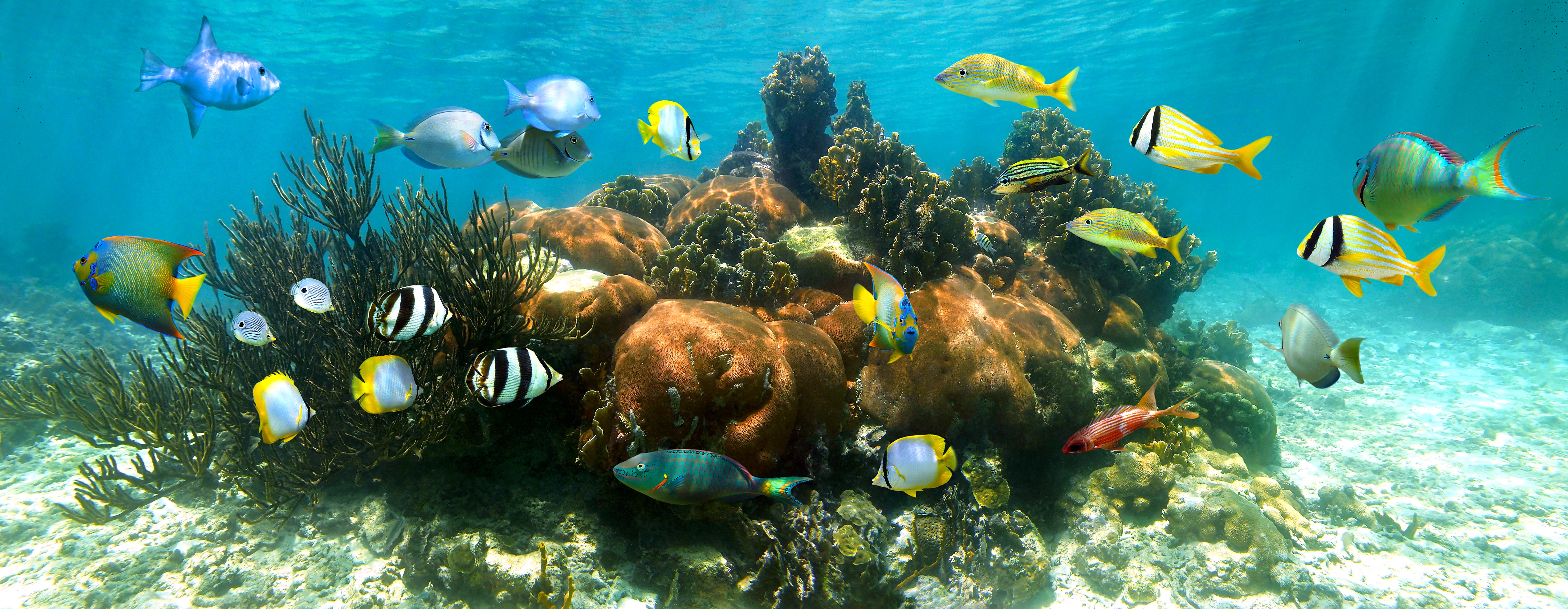 Encuentro con tortugas y esnórquel en el arrecife en Akumal — 10/10