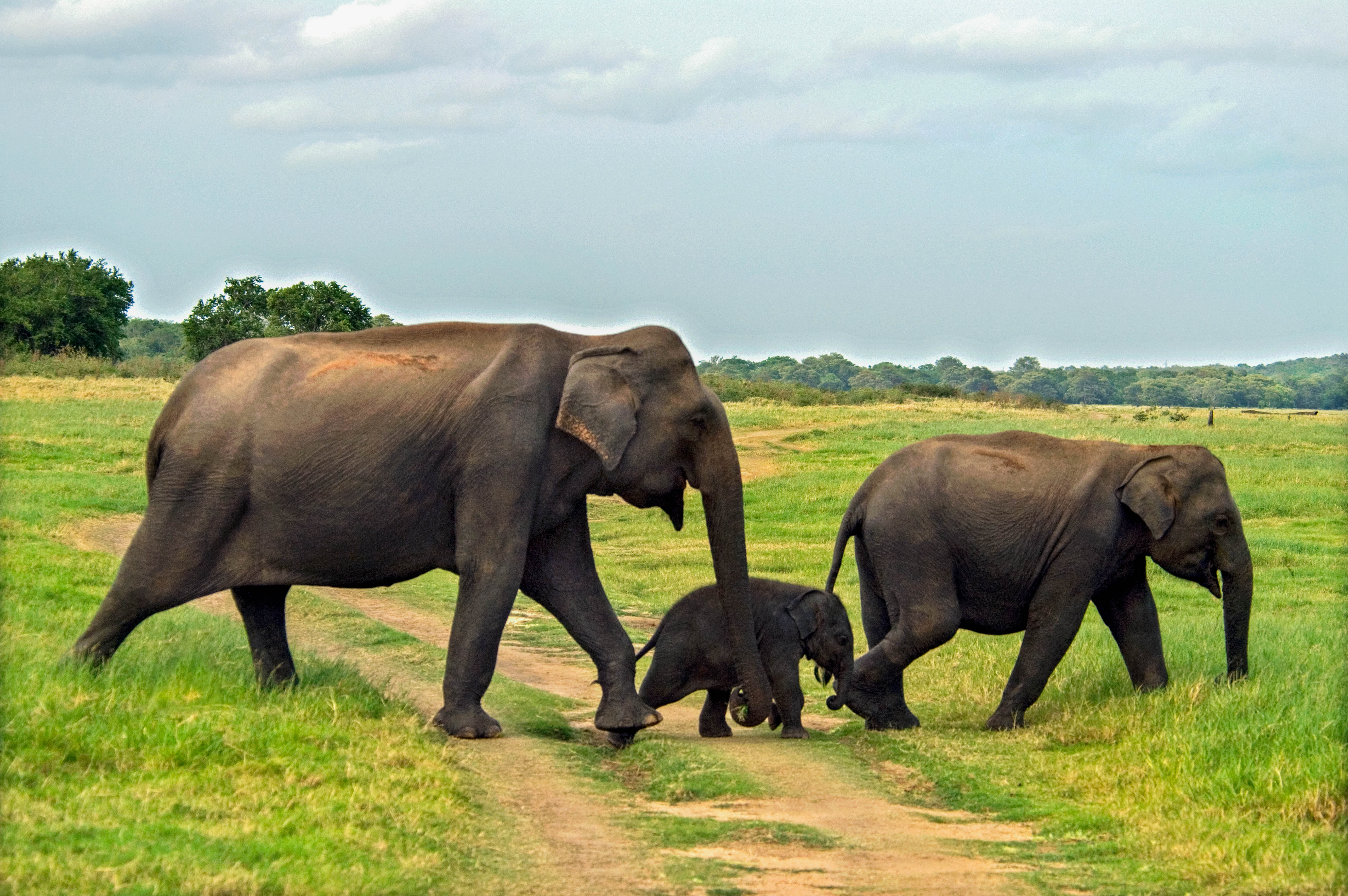 Minneriya National Park Private Safari with Naturalist