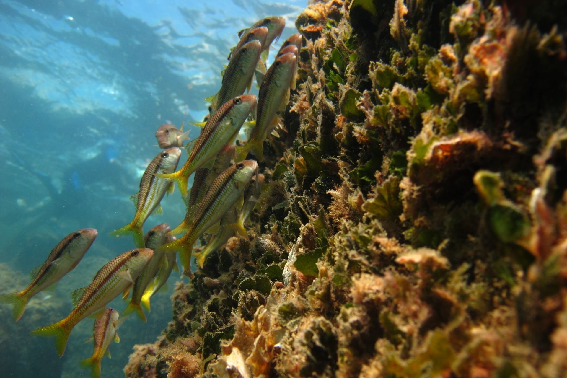 Porto Torres: snorkeling in the Bay of Balai - Photo 7