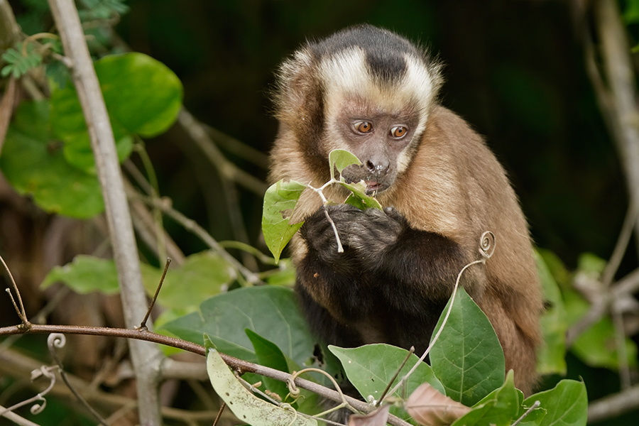 Pmal-01 : Los Secretos de Sandoval- 2 Días en la Selva de Tambopata - Foto 2